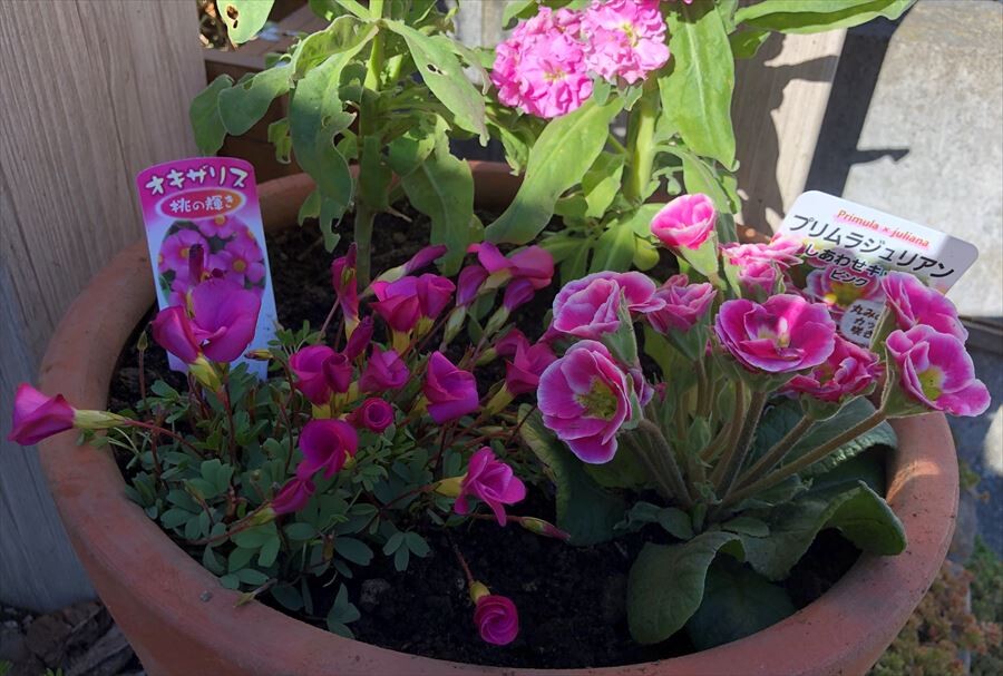 クリスマスに向け 玄関周りをピンクの花で飾ってみた 坪があno 野菜ごみで坪庭ガーデニング