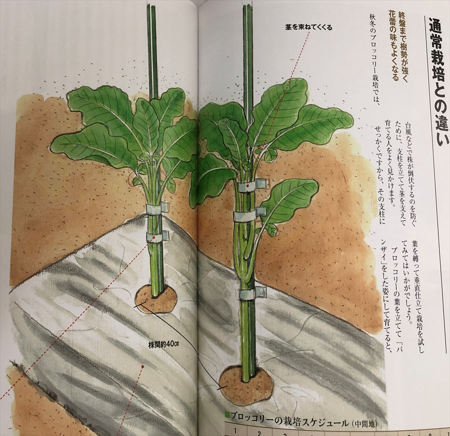 道法スタイル 野菜の垂直仕立て栽培